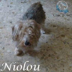 Niolou