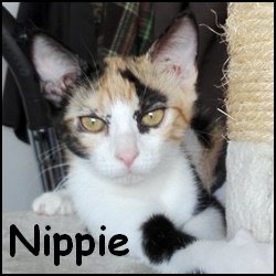 Nippie