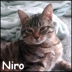 Niro