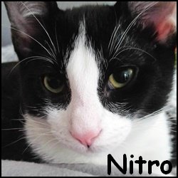 Nitro