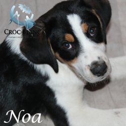 Noa