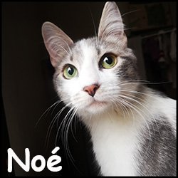 Noé