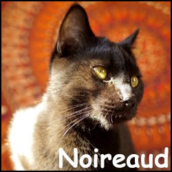 Noireaud