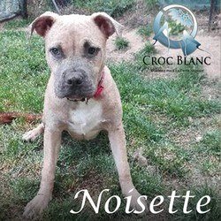 Noisette2