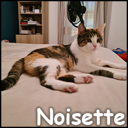 Noisette