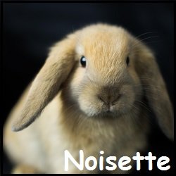 Noisette