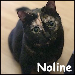 Noline