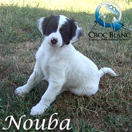 Nouba