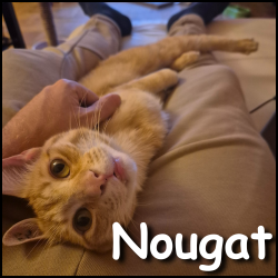 Nougat