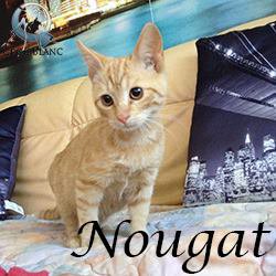 nougat