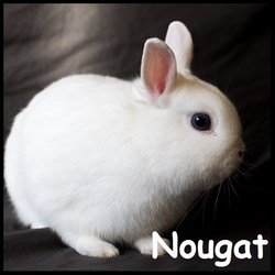 Nougat