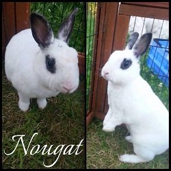 nougat