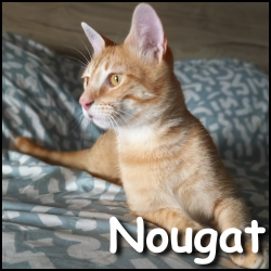 Nougat 3