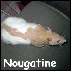 Nougatine