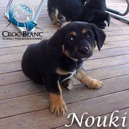 Nouki