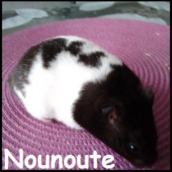 Nounoute