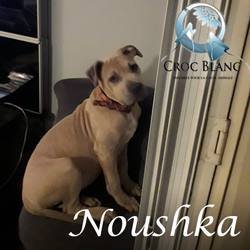 Noushka1