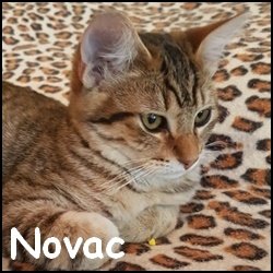 Novac