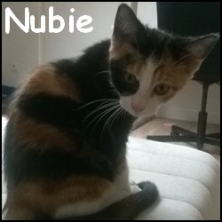 Nubie