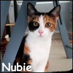 Nubie