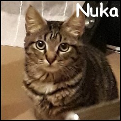 Nuka