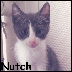 Nutch