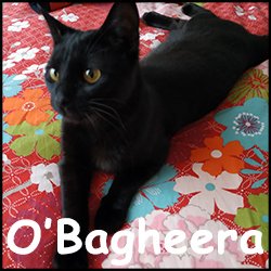 O'Bagheera