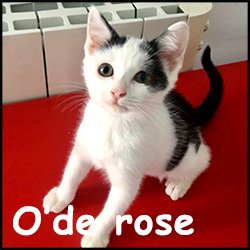 O'de rose