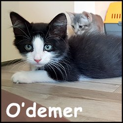 O'demer