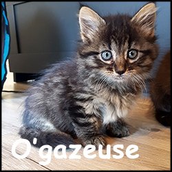 O'gazeuse