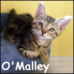 O'Malley