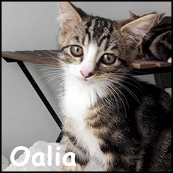 Oalia