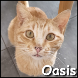 Oasis