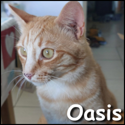 Oasis 3