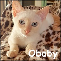 Obaby