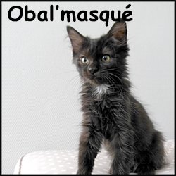 Obal'masqué