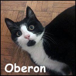 Oberon