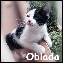 Oblada