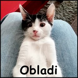 Obladi