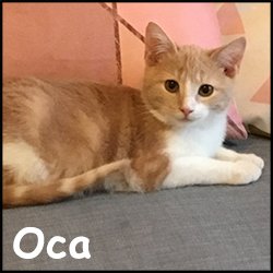 Oca