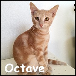 Octave