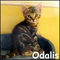 Odalis