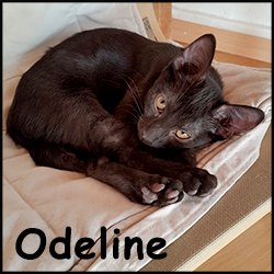 Odeline