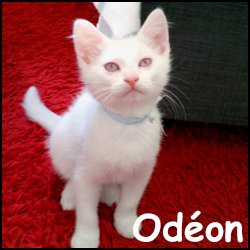 Odeon