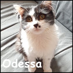 Odessa