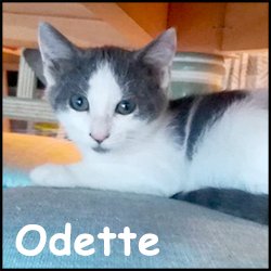 Odette