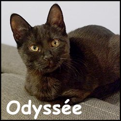 Odyssee