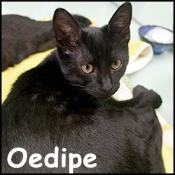 Oedipe