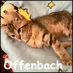 Offenbach