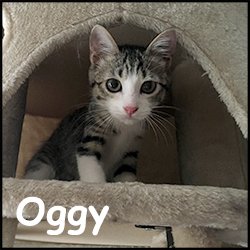 Oggy